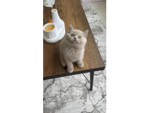 Cinnemon Fawn British Shorthair