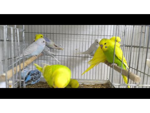 Yavrulu Yumurtalı Muhabbet Kuşu Takımlar Ve Eğitmelik Yavrular