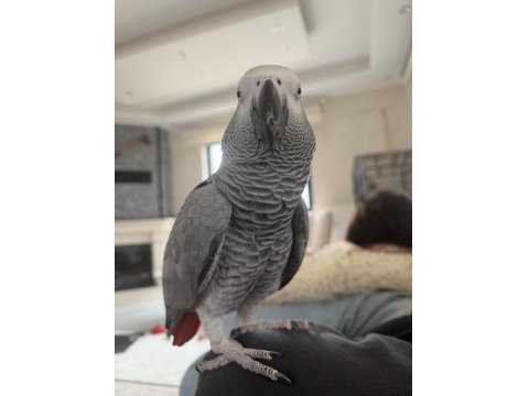 1 Yaşında Erkek Jako Papağanı