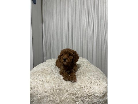 Üst Düzey Poodle Yavrular Yeni Ailesini Aramakta