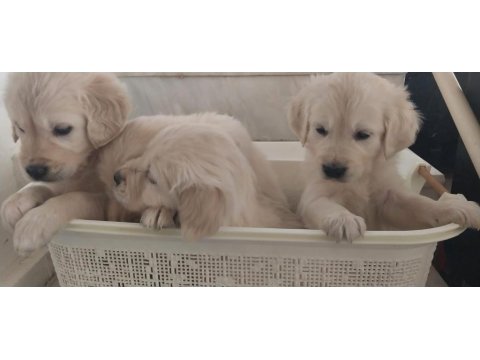 Sağlıklı Golden Retriever Yavrular