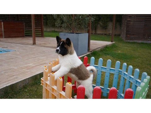 %100 Safkan American Akita Yavruları