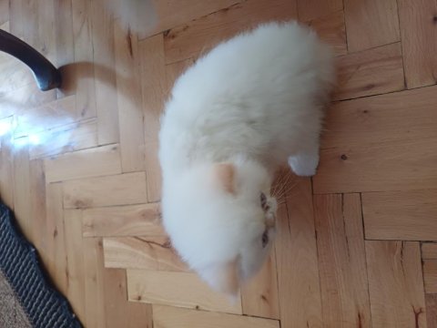 Güzel İran Kedisi Kızımız