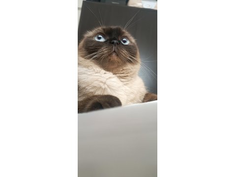 British Siyam Kırması 2 Saf Irk