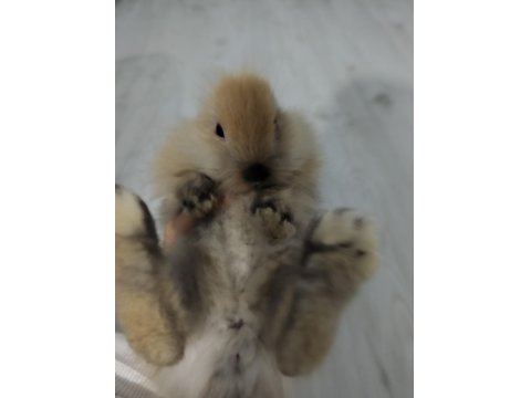 Hollanda Lop Ve Aslanbaş Tavşanları