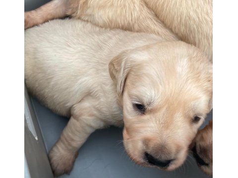 Golden Retriever Sevgi Dolu Sadık Dostunuz