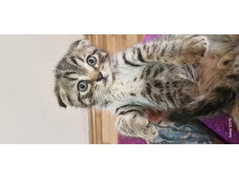 2 Aylik Scottish Fold