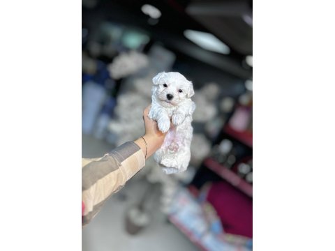 Kar Beyaz Maltese Terrier