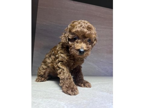 Kore 56 Günlük Toy Poodle Dişi Ve Erkek Yuva Arıyor