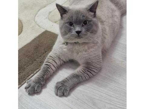 Kedimize Yeni Evini Ve Sahibini Arıyorum