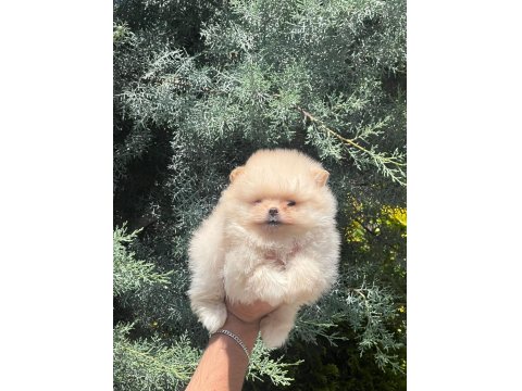 Muhteşem Pomeranian Renkler