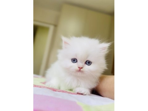 Oyuncak Gibi British Longhair Kız