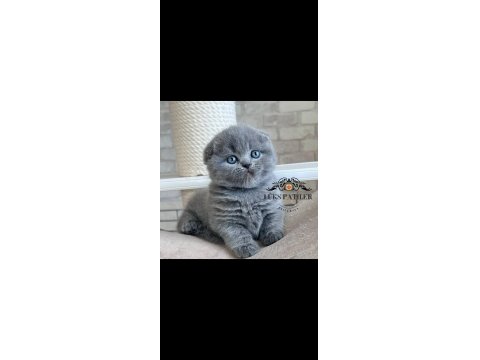 Ayıcık Surat Gri Scottish Fold