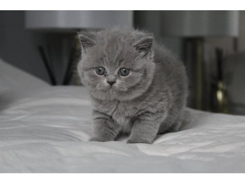 Gümüş Zarafet Gri British Shorthair Yavrumuz