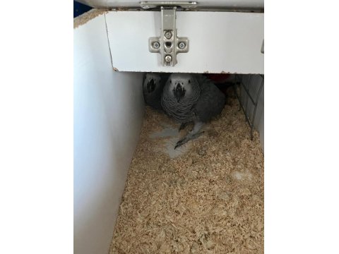 2 Çift Hazır Jako Papağanı Takım