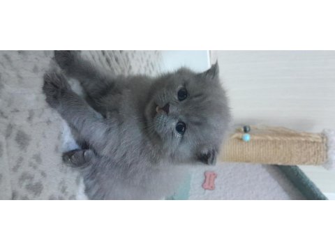 2 Gri British Longhair 40 Günlük