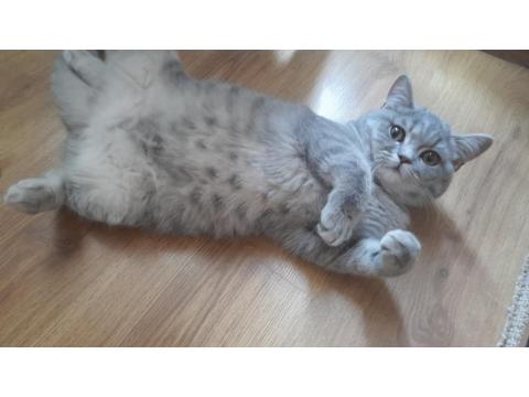 Dişi Kedi 4 Aylık Ücretli Verilecek