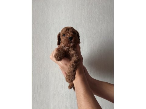 Ev Ortamında Bakılan Kendi Köpegimizin Yavrularıdır