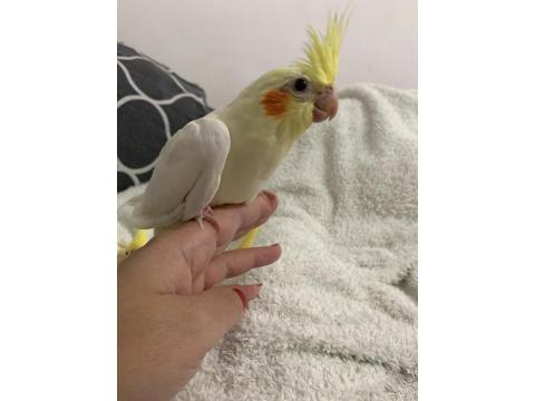 Ele Alışkın Isırma Bilmez Sultan Papağanı