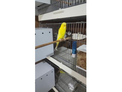 Jumbo Muhabbet Kuşu