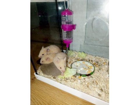 4 Haftalık Evcil Suriye Hamsterları Yeni Yuvalarını Bekliyor