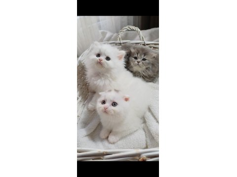 Longhair Poncik Bebek Kedilerimiz