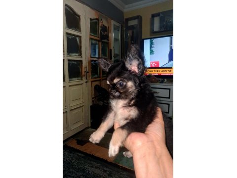 Şivava Bir Dişi Ve Bir Erkek Şivava