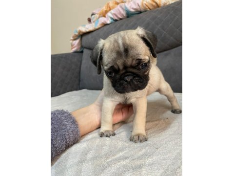 Pug Yavru Köpek