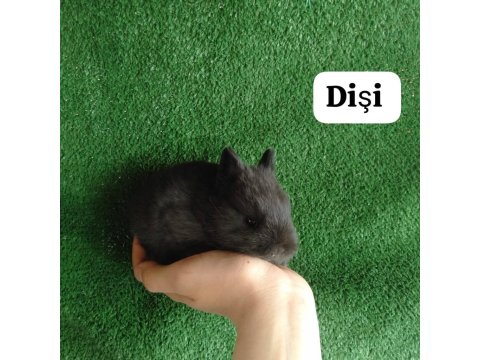 Hollanda Cücesi Tavşan Eşli Yada Tek Olarak Siyah Beyaz