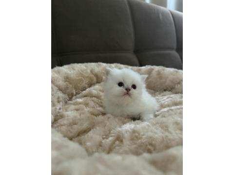 1 Aylık Yavru British Longhair Yavrular