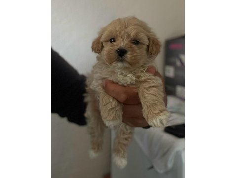 Sevimli Maltipoo Yavruları