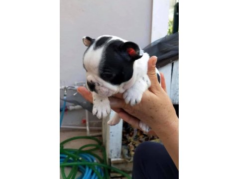 Safkan Maskeli Fransız Bulldog Yavrular