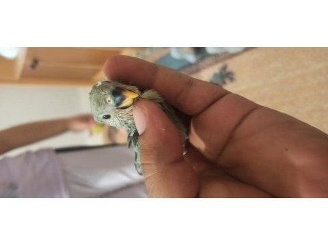 Sevda Papağanı El Besleme