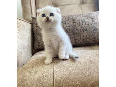 Scottish Fold Shorthair Silver Shaded Ns11 Bebeğimiz.