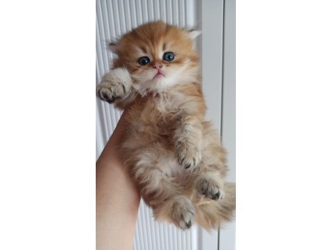 Emsalsiz British Longhair Ny11