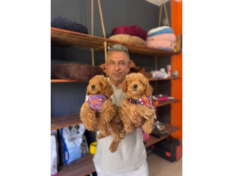 Poodle Bebeklerimiz İçin Acele Edin