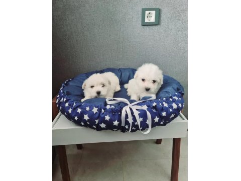 Tuvalet Eğitimli Teacup Minnak Maltese Köpeklerim