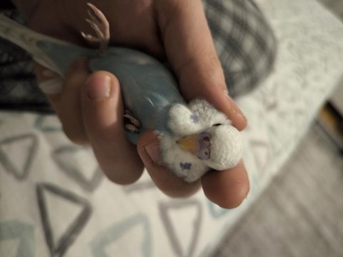 45 Günlük Muhabbet Kuşu Yavrular