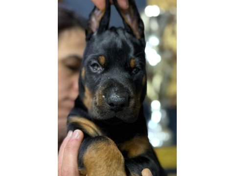 Avrupa’nın En İri European Doberman Yavruları