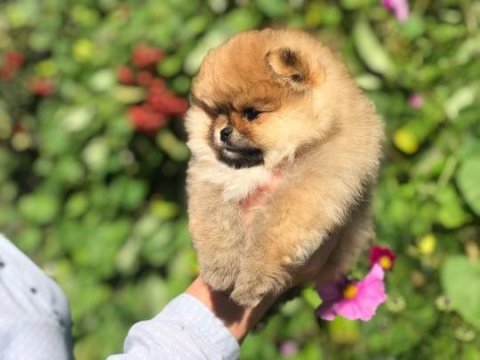 Irk Garantili Pomeranian Yavruları İçin Ulaşın
