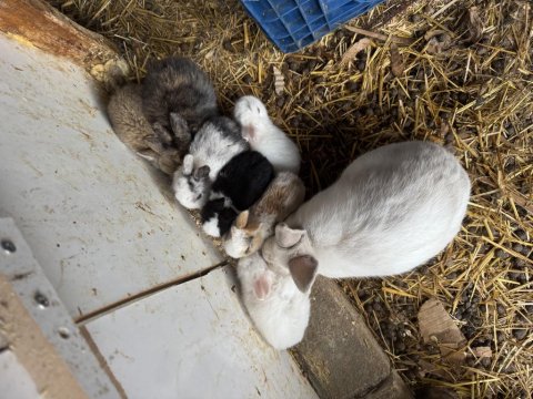 Tam Sevmelik Cüce Tavşan Yavrularım