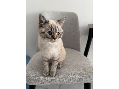British Shorthair Ns24 Silver Tabby