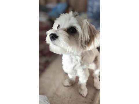 11 Aylık Erkek Köpeğimiz İçin Ömürlük Yuva Arıyoruz