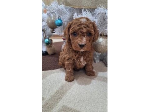 Tüy Dökmeyen Poodle Yavrularımız