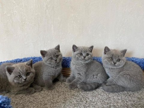 British Shorthair Yavruları