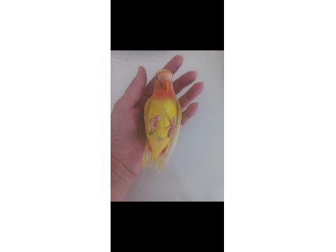 Evcil Isırmayan Sevda Papağanı Yavrusu