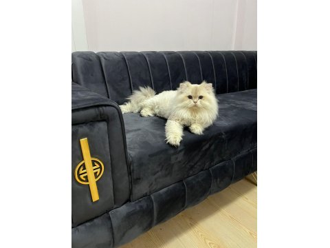 Blh Ay1233 Golden Point British Longhair