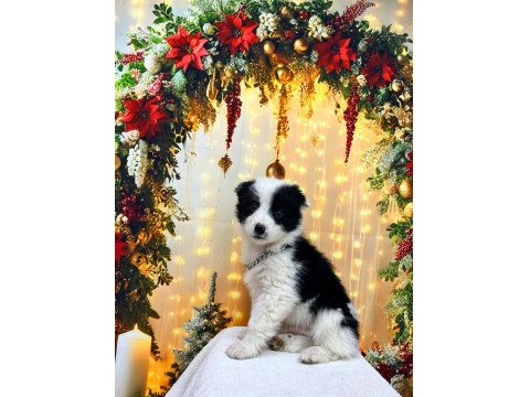 Show Class Border Collie Yavrular