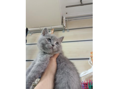 2 Adet Dişi British Shorthair Yavrular