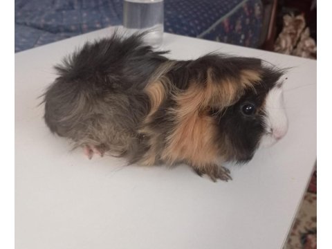 5 Aylık Ginepig 1 Kez Doğum Yaptı Dişi